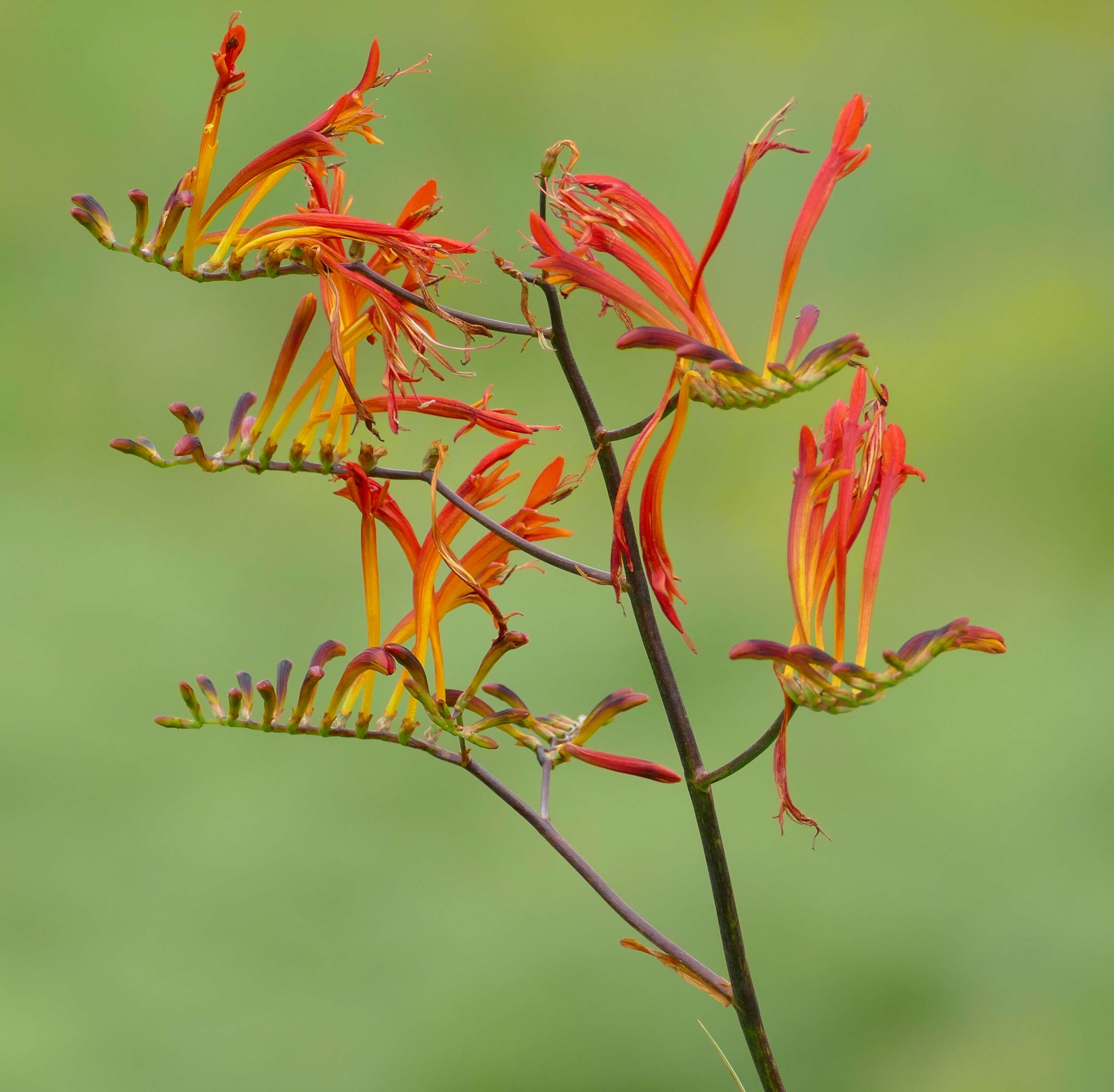 Image of zigzag crocosmia