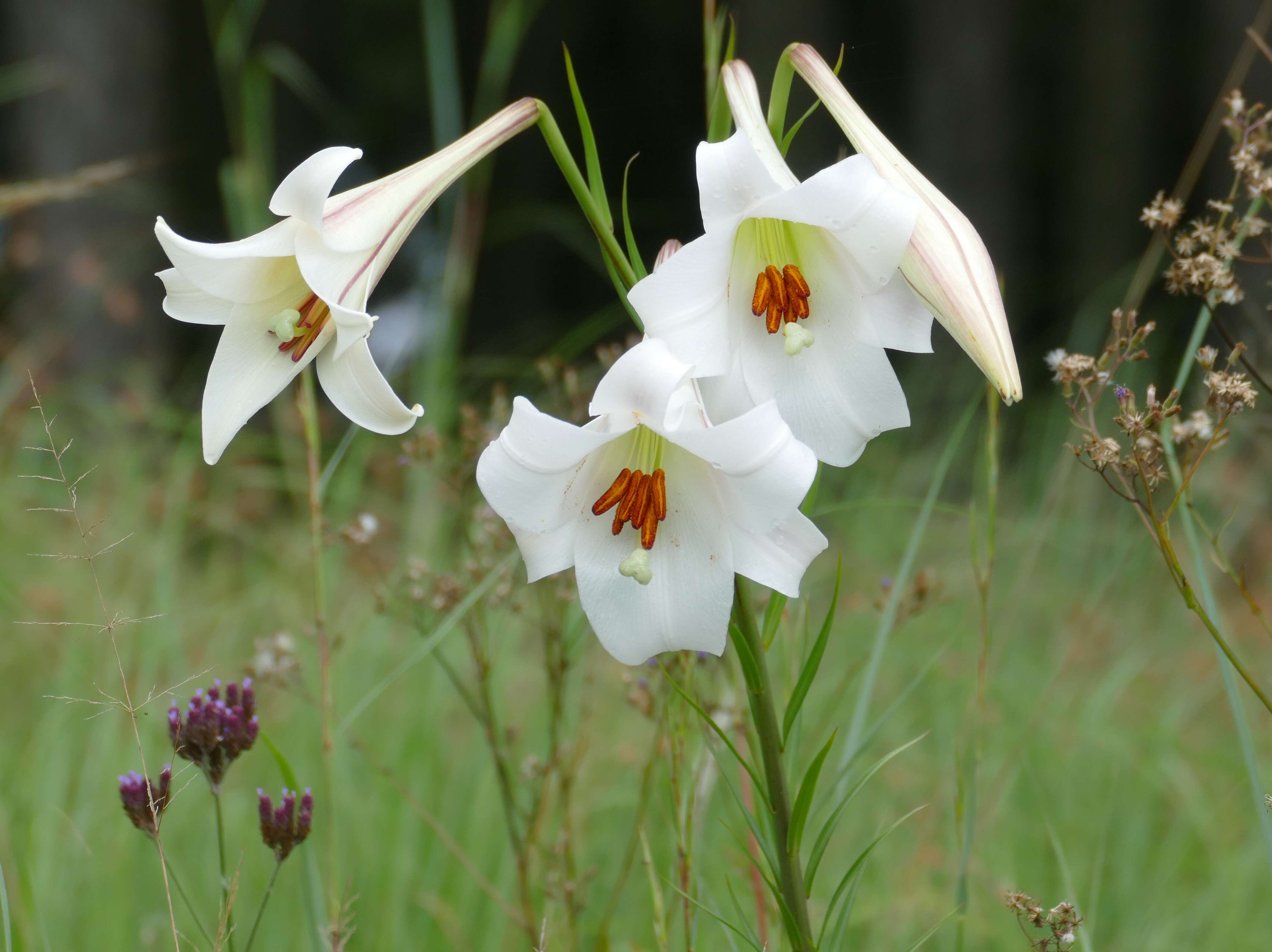 Image of Formosa lily