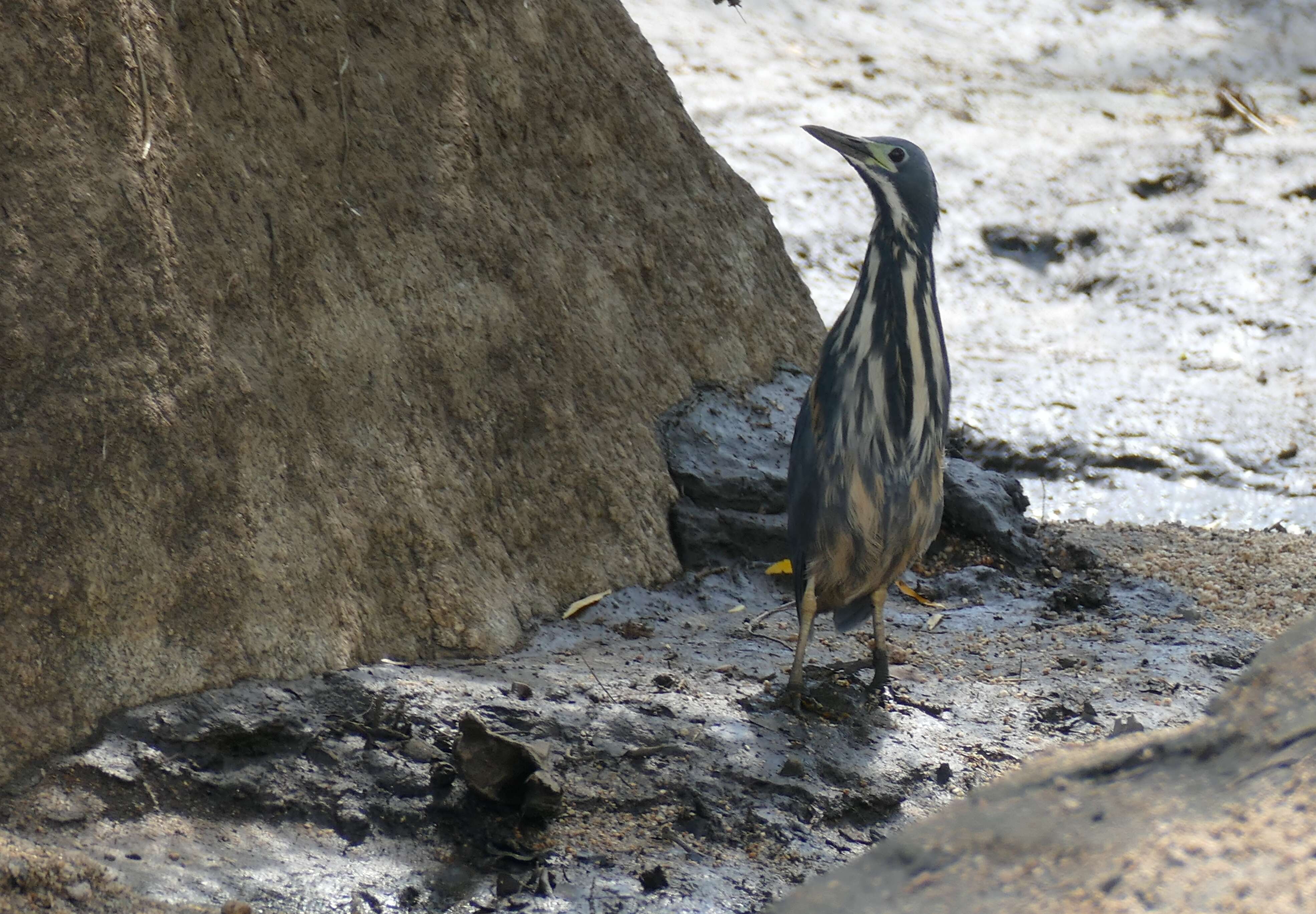 Image of Dwarf Bittern