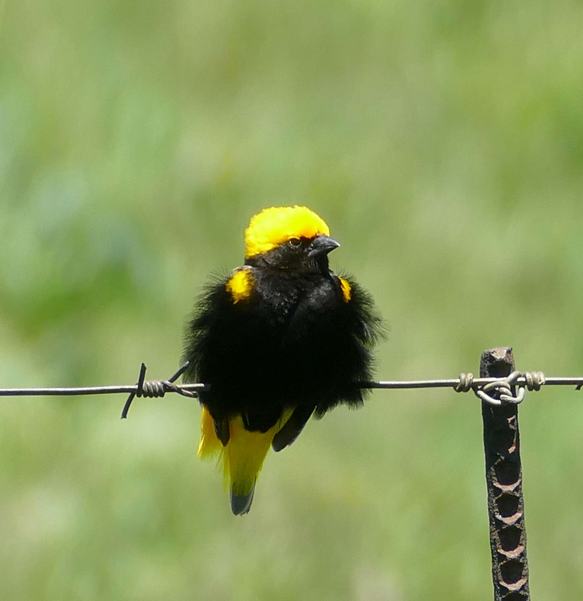 Image of Yellow-crowned Bishop