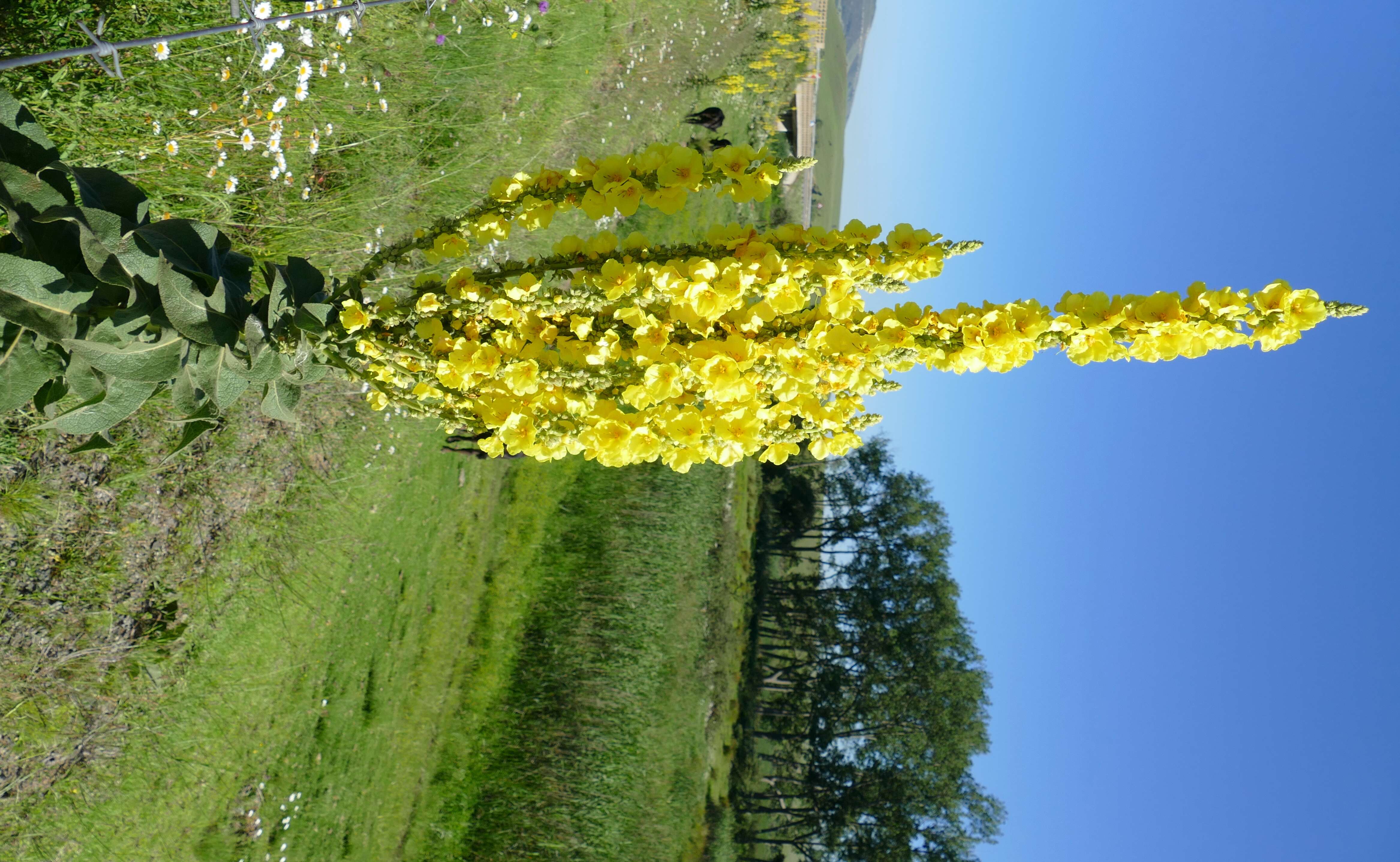 Image of Great Mullein