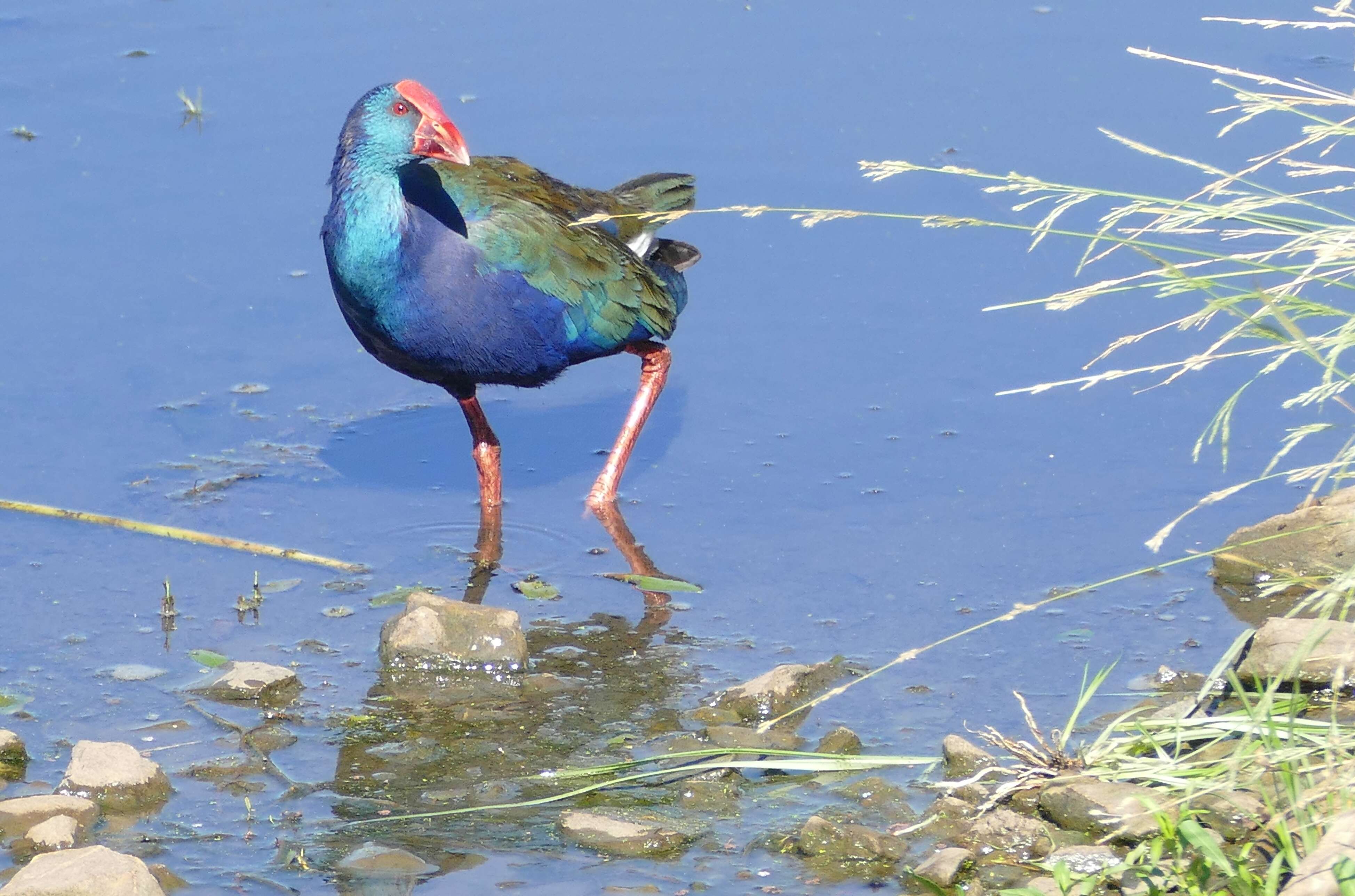 Image of African Swamphen