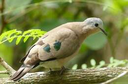 Image of Emerald-spotted Dove