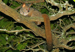 Image of Brown Greater Galago