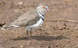 Image of African Three-banded Plover