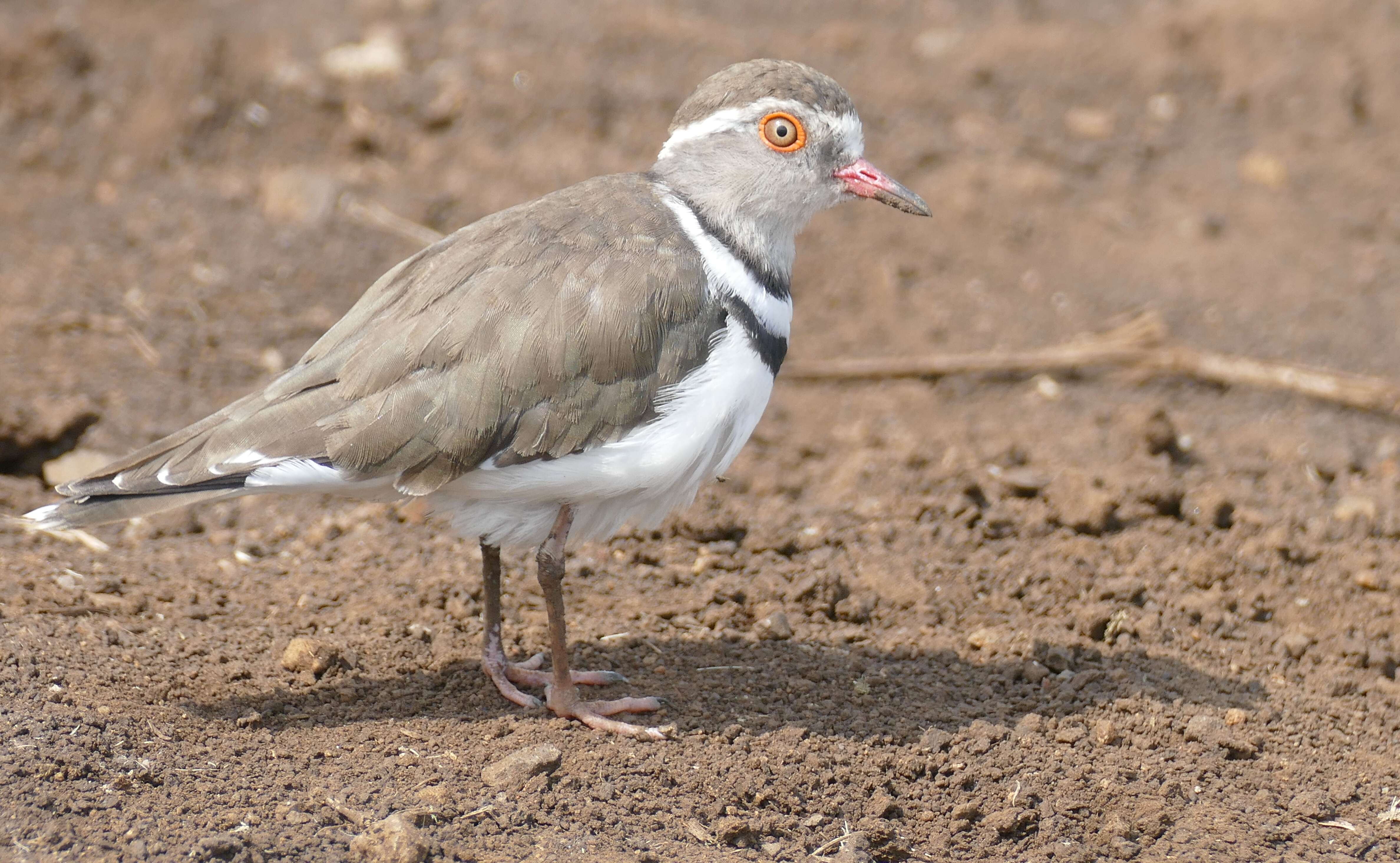 Слика од Charadrius tricollaris Vieillot 1818