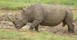 Image of Ceratotherium simum simum