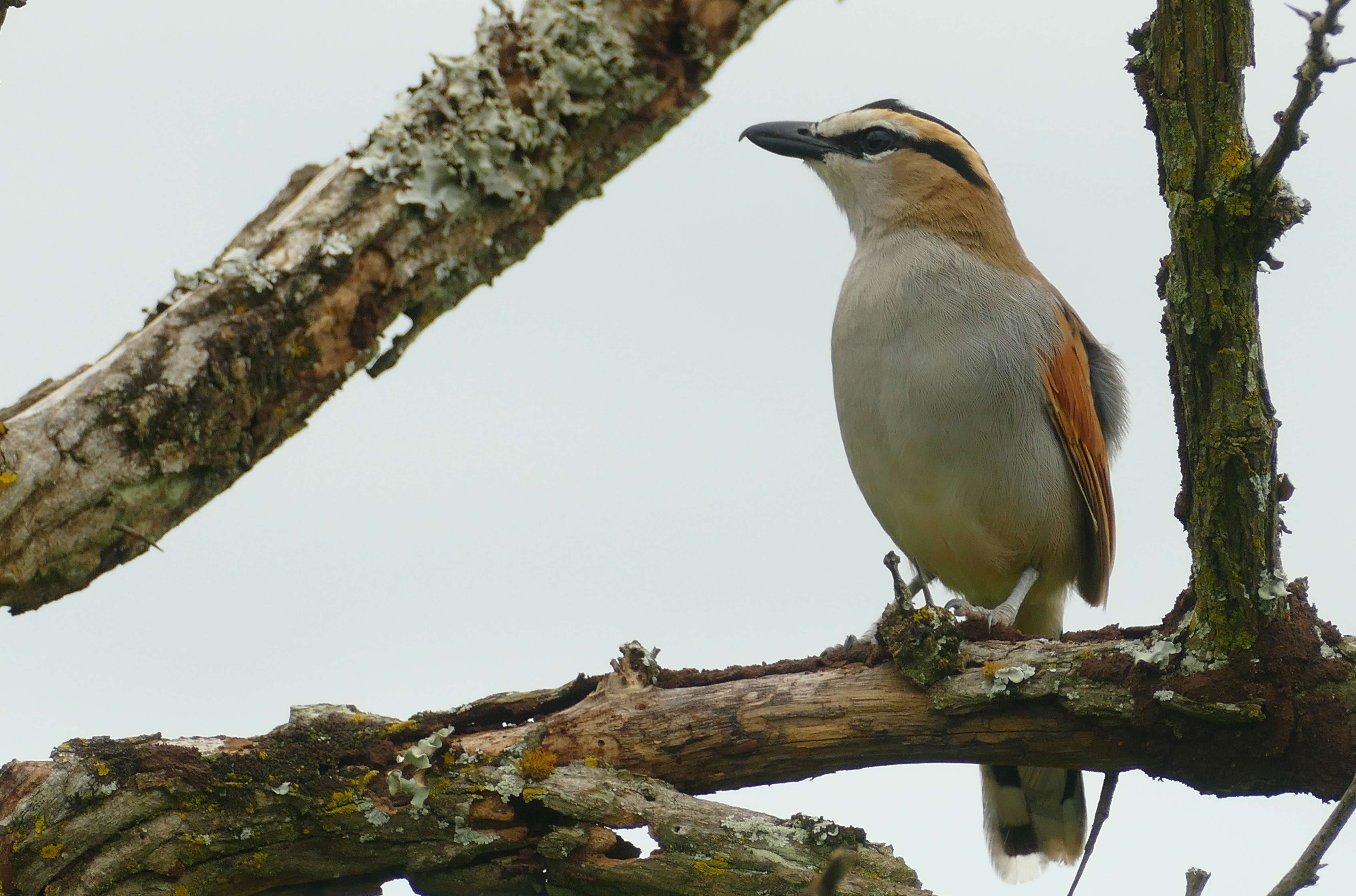 Слика од Tchagra senegalus (Linnaeus 1766)