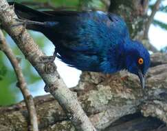 Image of Cape Glossy Starling