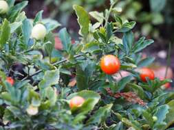 Image of Jerusalem Cherry