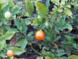 Image of Jerusalem Cherry