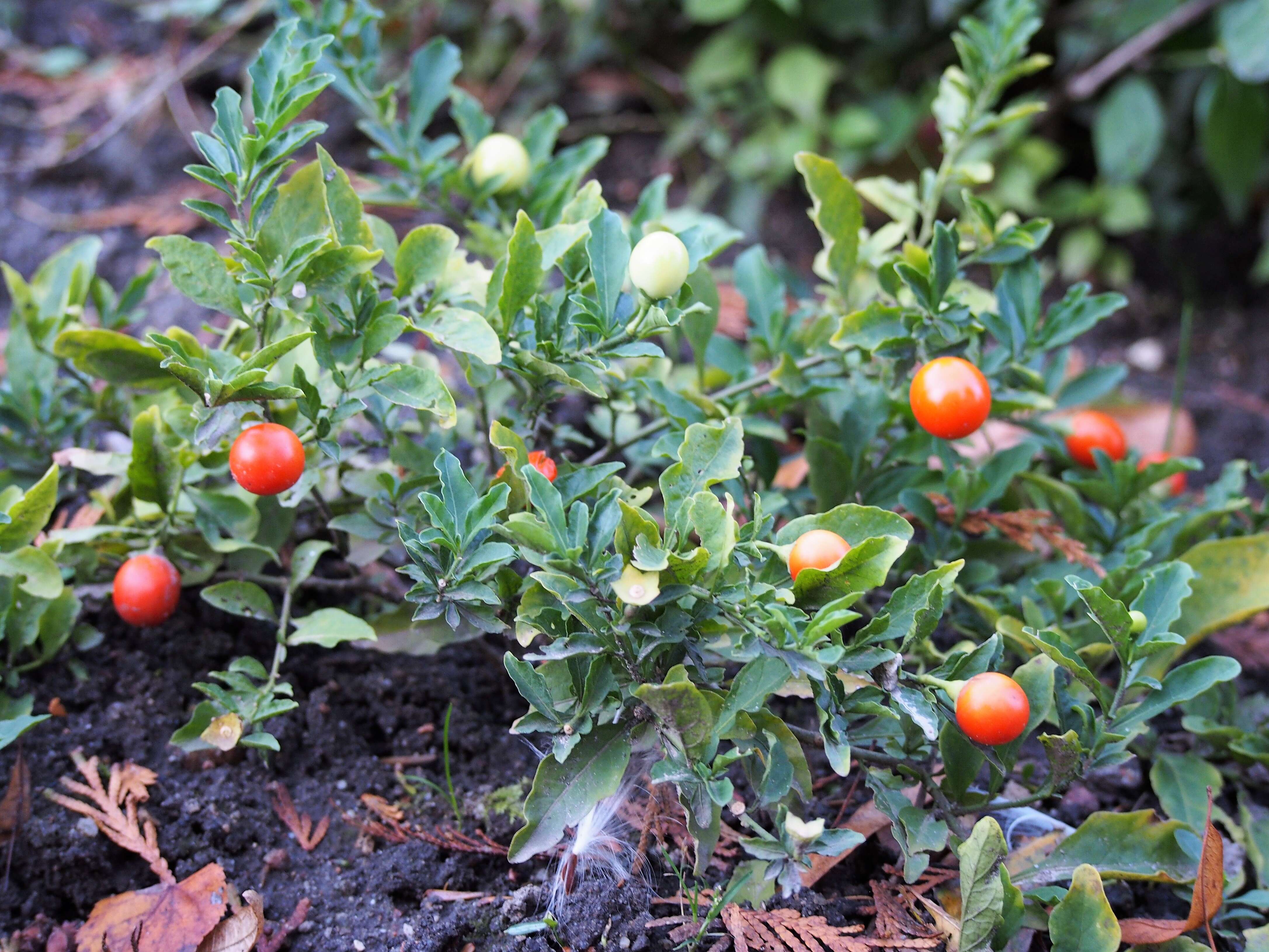 Image of Jerusalem Cherry