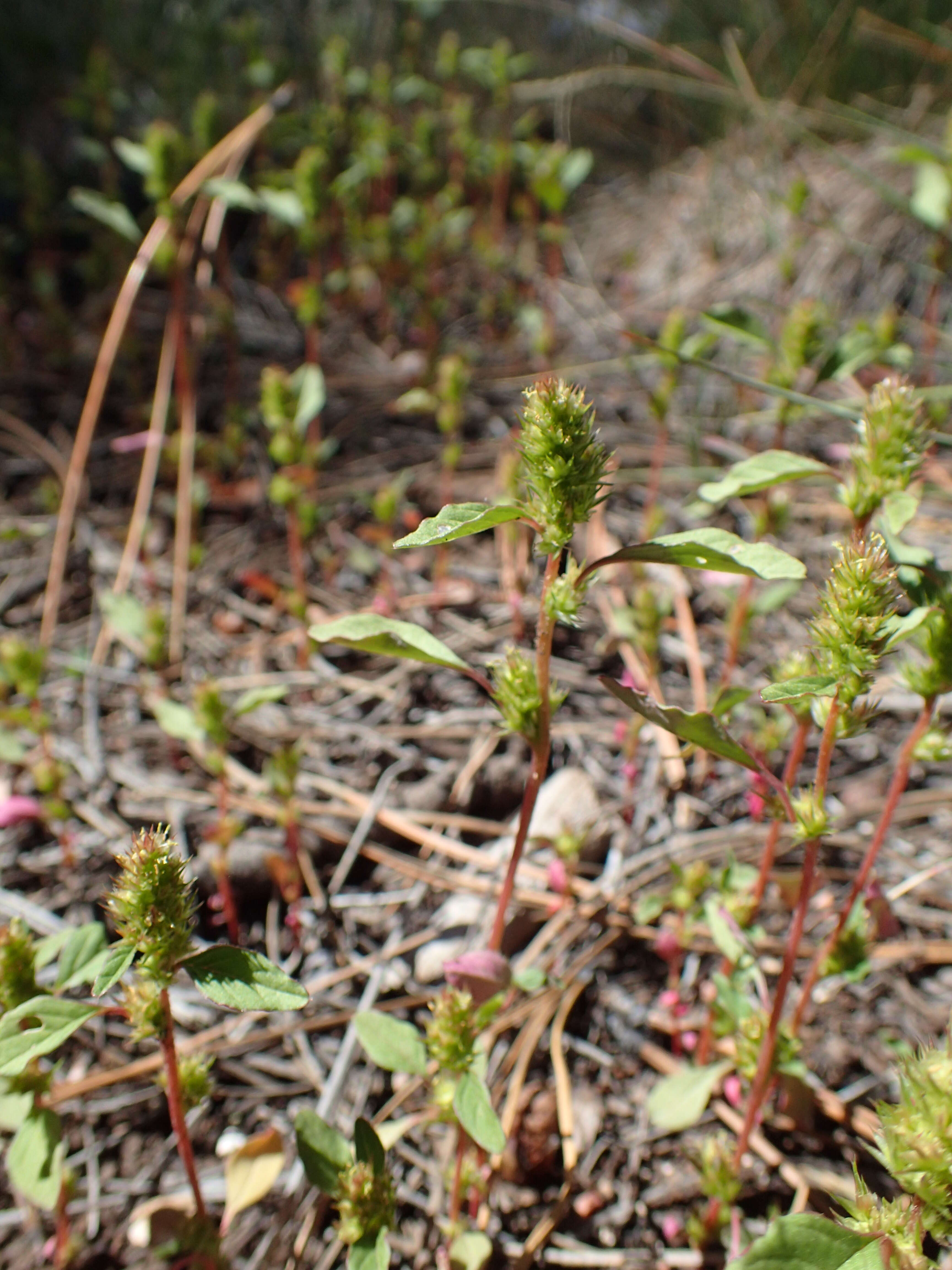 صورة Amaranthus powellii S. Wats.