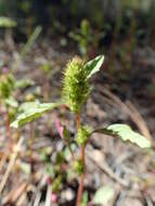 صورة Amaranthus powellii S. Wats.