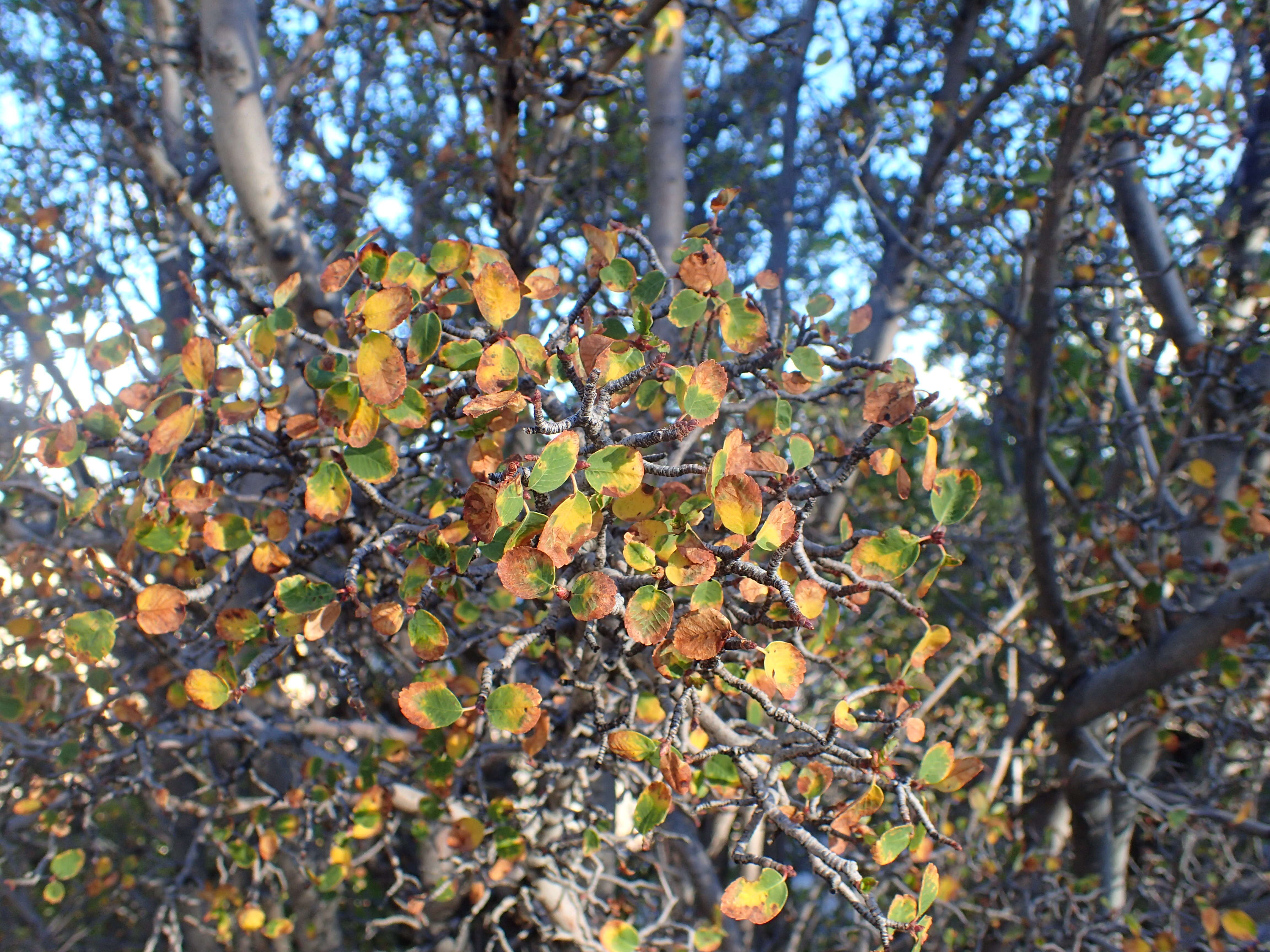 Image of Utah serviceberry