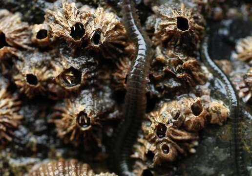 Image of Mussel worm