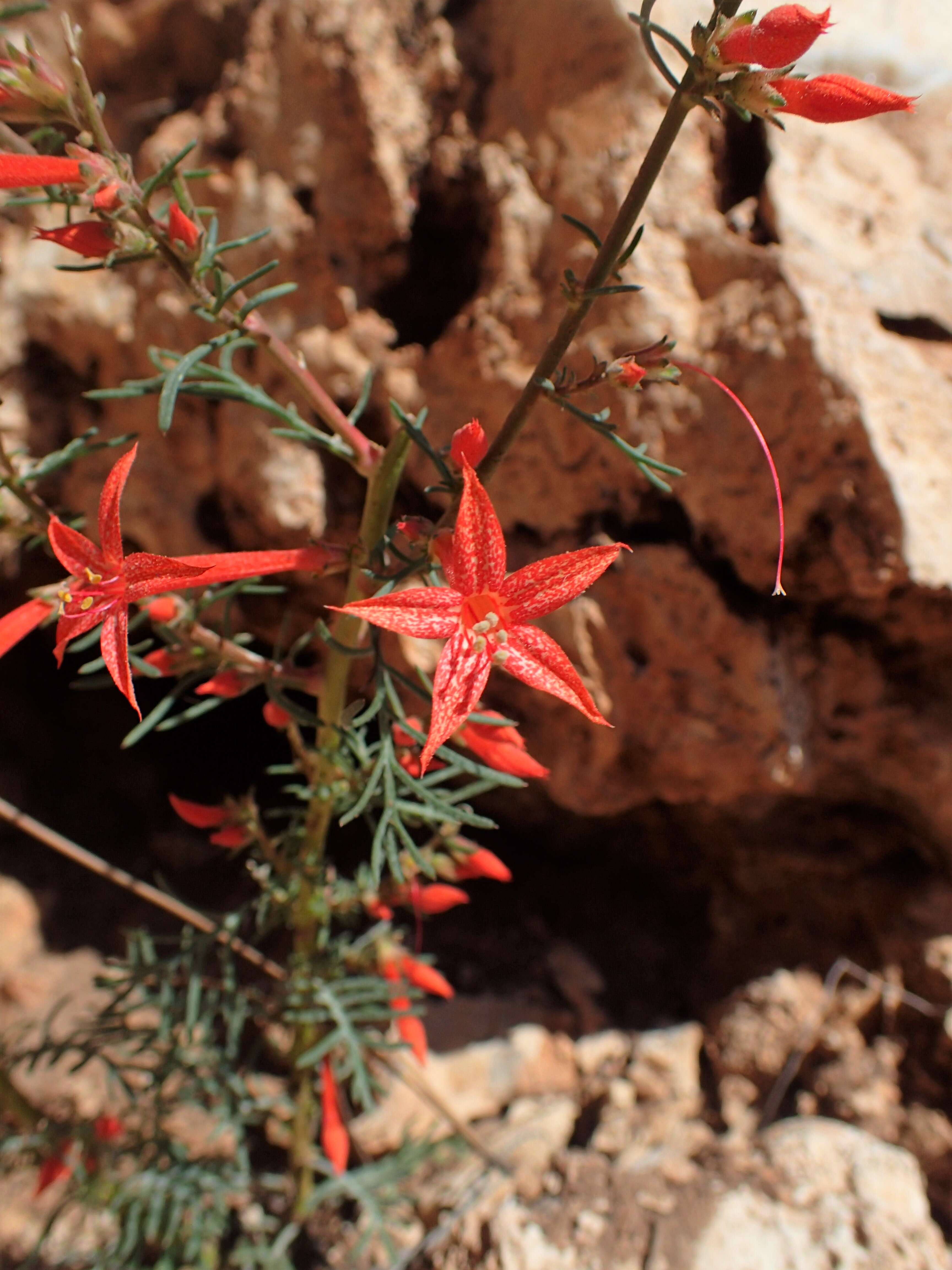 Image of Scarlet Gilia