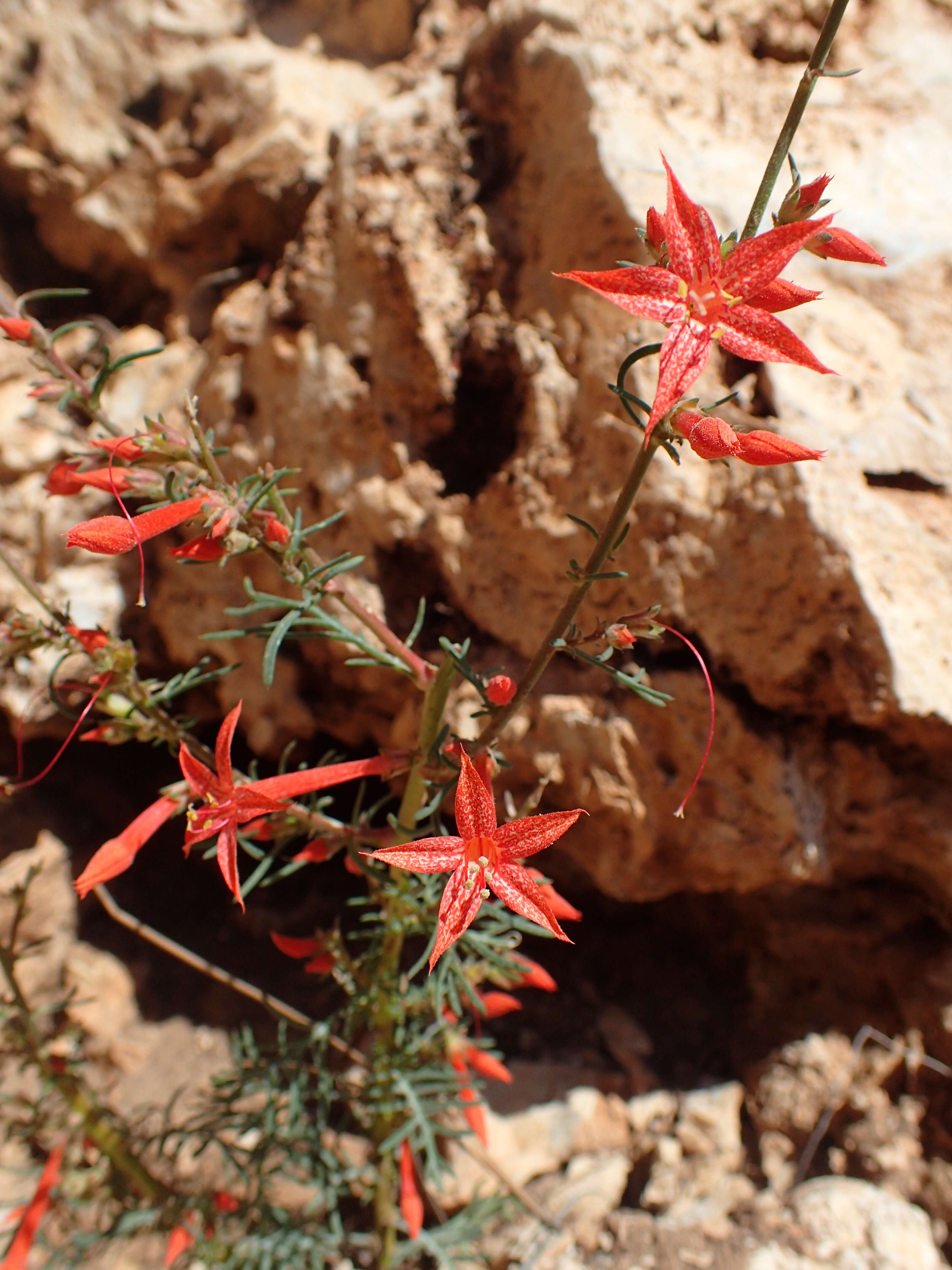 Image of Scarlet Gilia