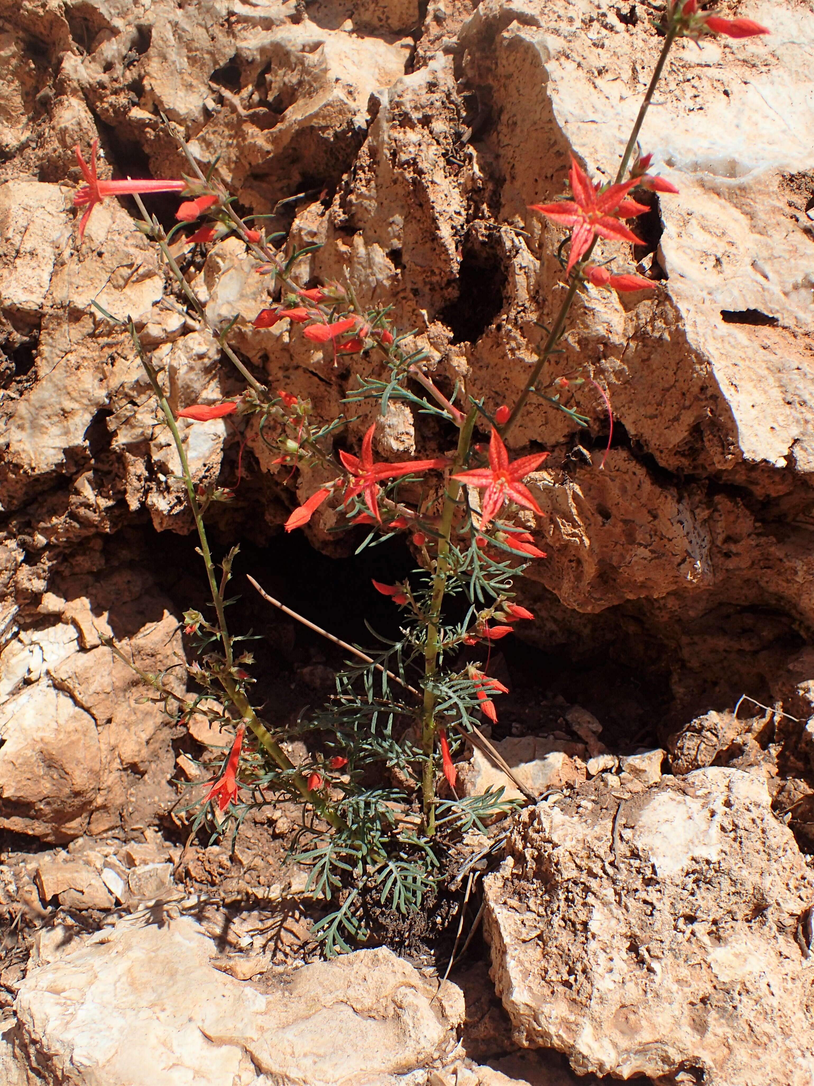 Image of Scarlet Gilia