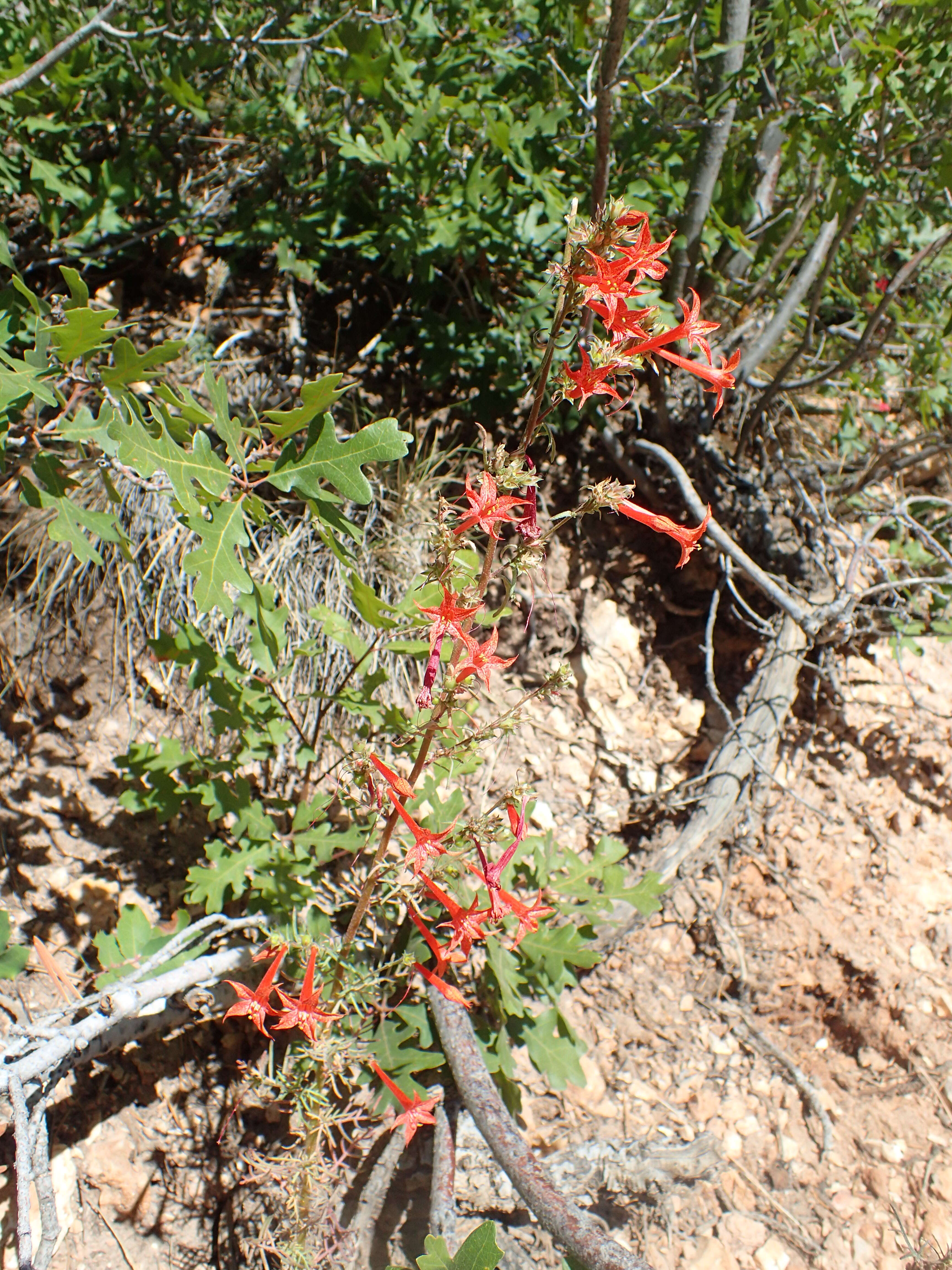 Image of Scarlet Gilia