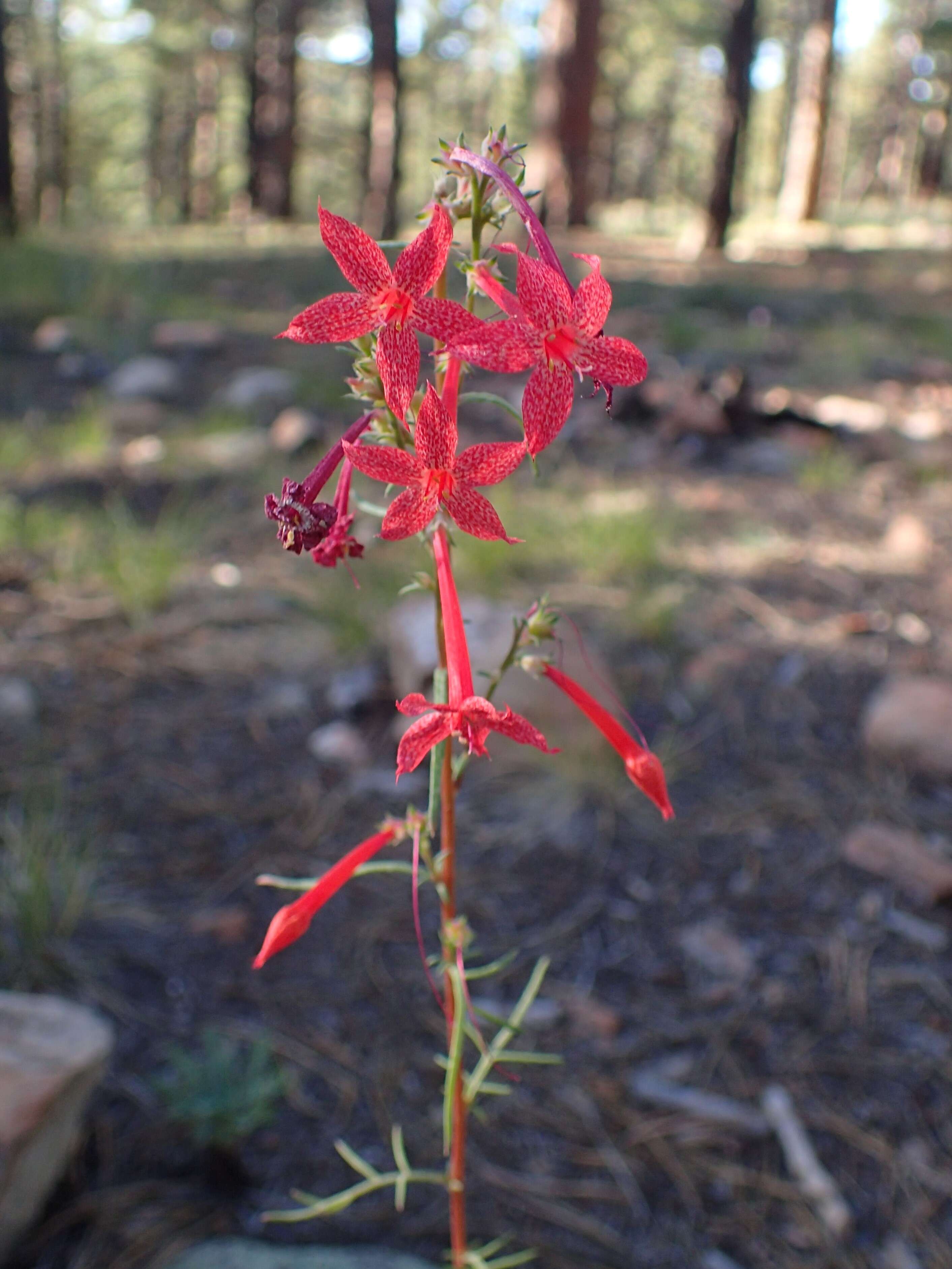 Image of Scarlet Gilia