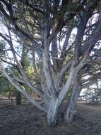 Image of Bigberry Juniper