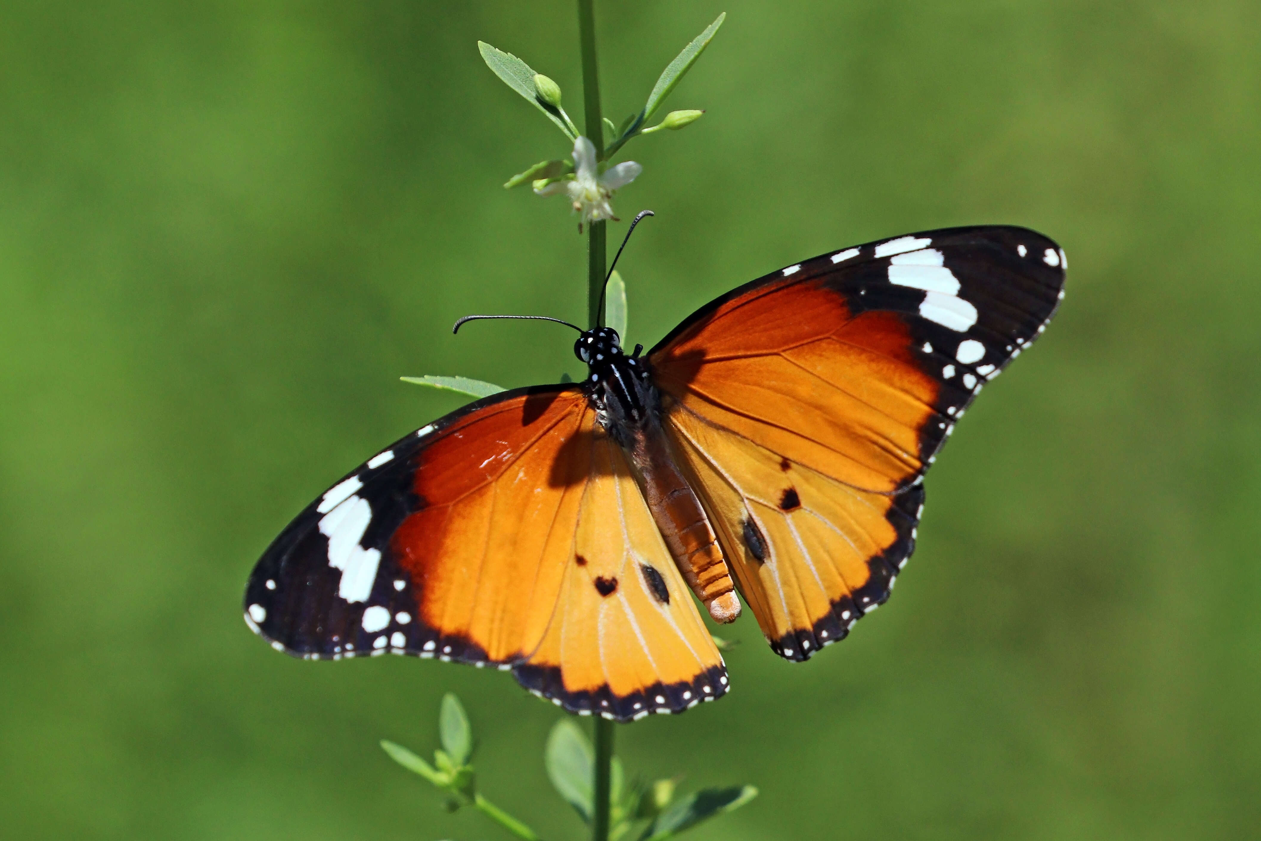 Image of Plain tiger