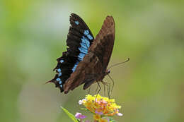 Image de Papilio oribazus Boisduval 1836