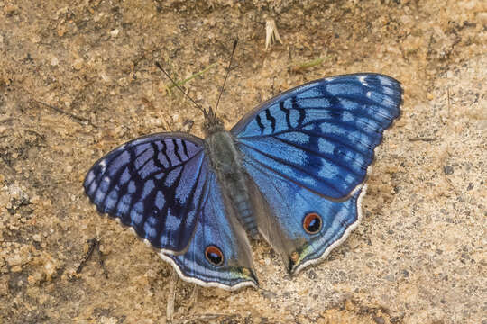 Image of Junonia rhadama Boisduval 1833