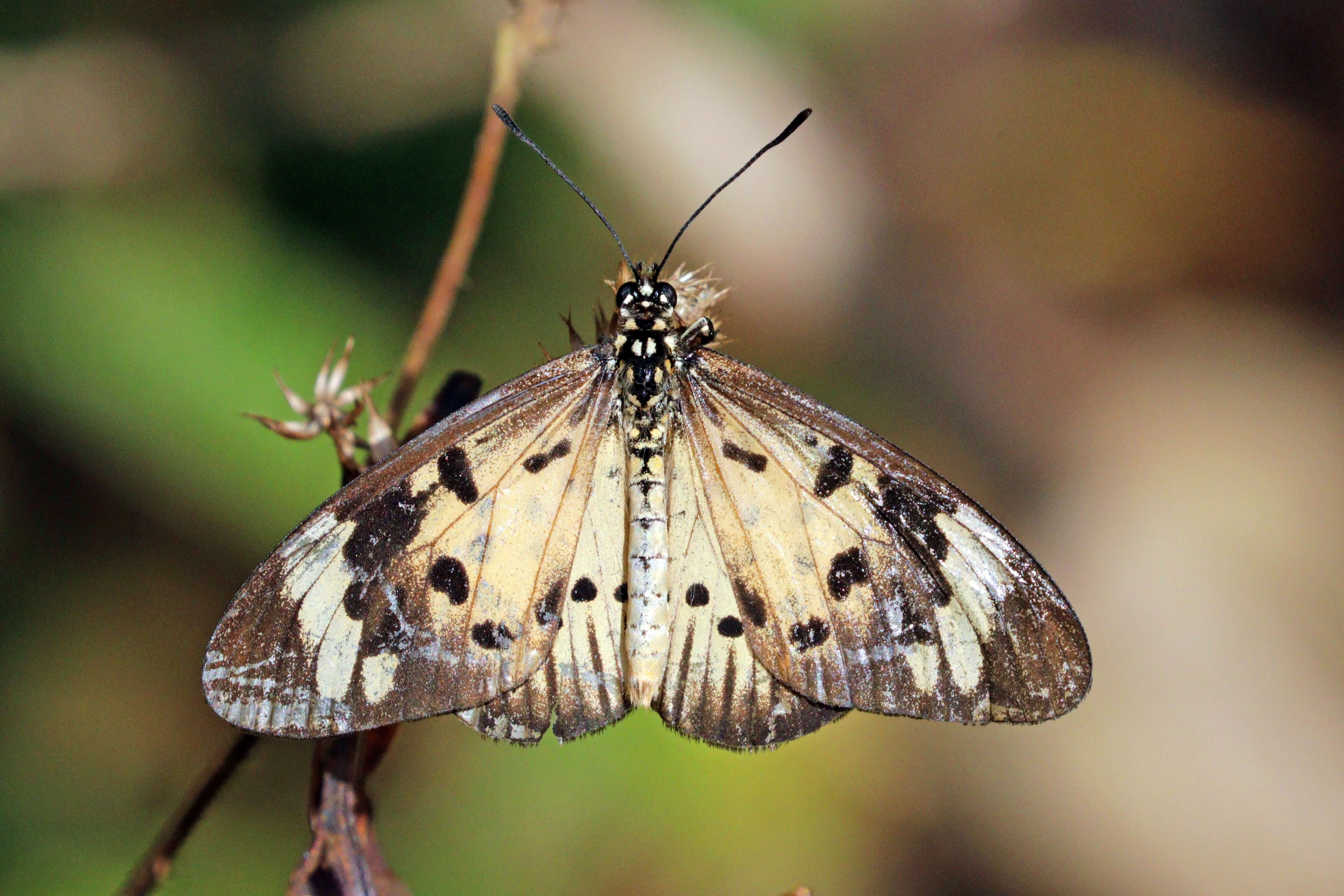 صورة Acraea encedon Linnaeus 1758