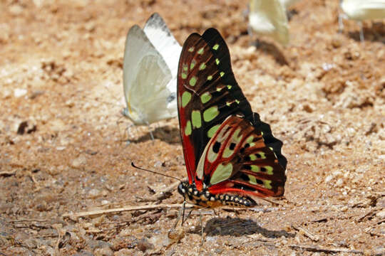 Graphium cyrnus (Boisduval 1836) resmi