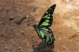 Graphium cyrnus (Boisduval 1836) resmi