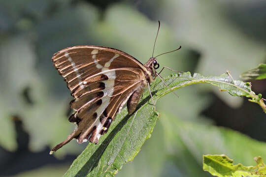 Image of Papilio mangoura Hewitson 1875