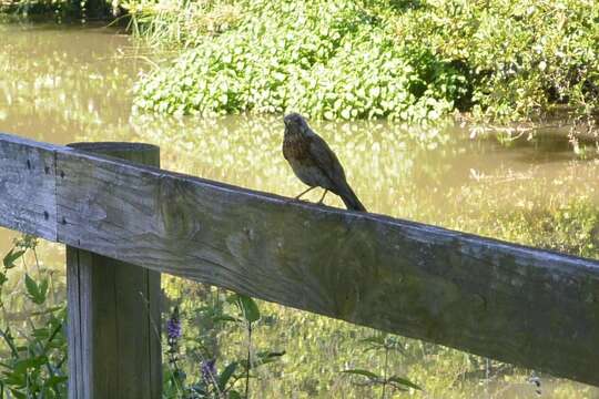 Image of Fieldfare