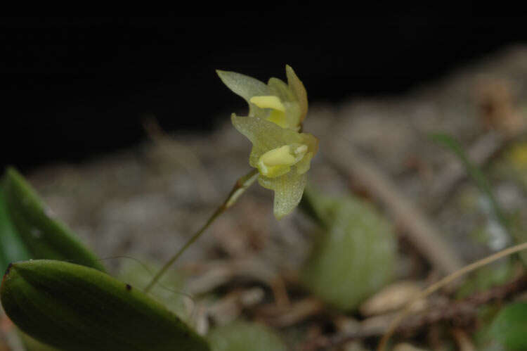 Image of Tiny strand orchid
