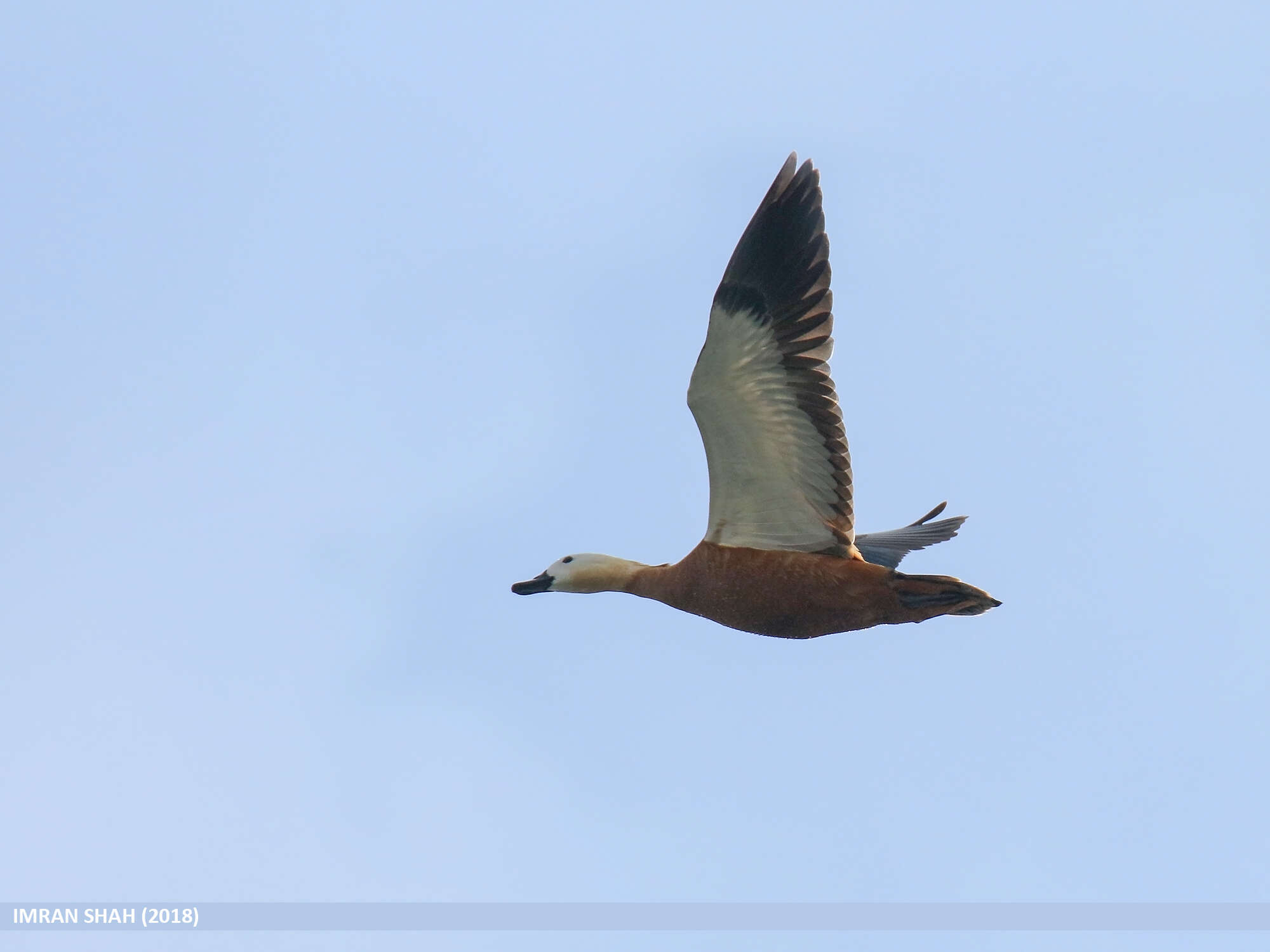 Image of Ruddy Shelduck