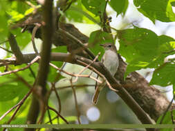 Image of Rusty-tailed Flycatcher