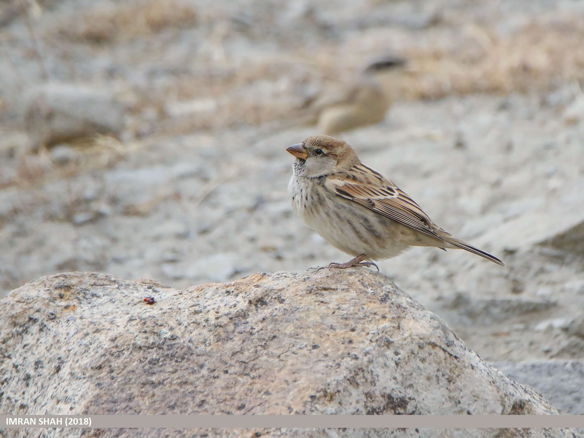 Image of Spanish Sparrow