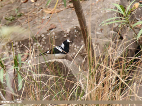 Image of Spotted Forktail