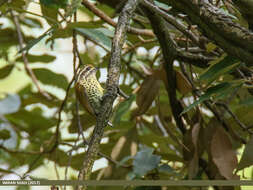 Image of Speckled Piculet