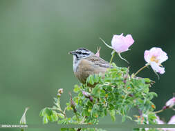 Image of European Rock Bunting