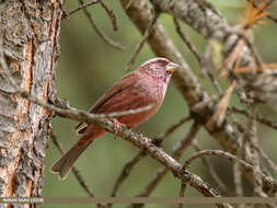 Plancia ëd Carpodacus rhodochlamys (Brandt & JF 1843)