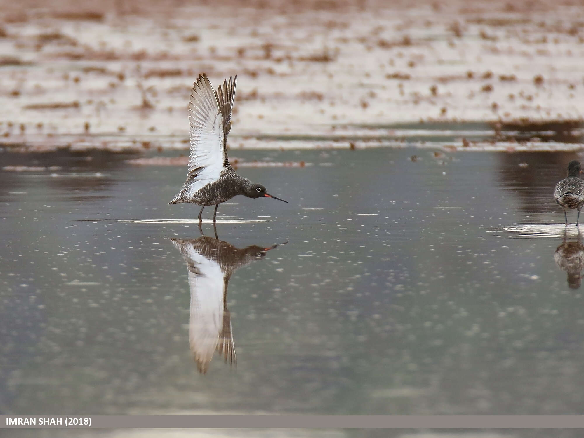 Image of Spotted Redshank