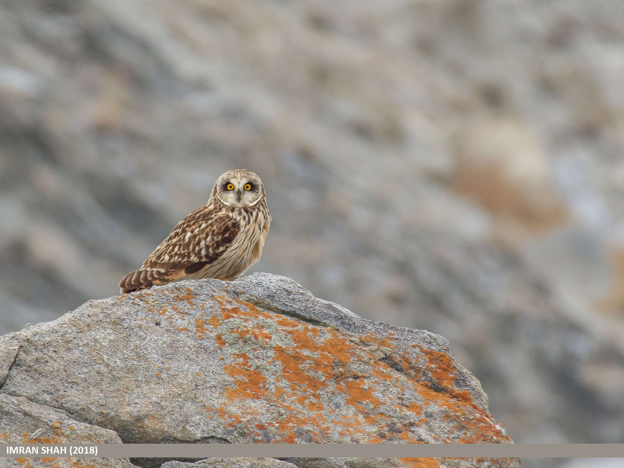 Image de Hibou des marais