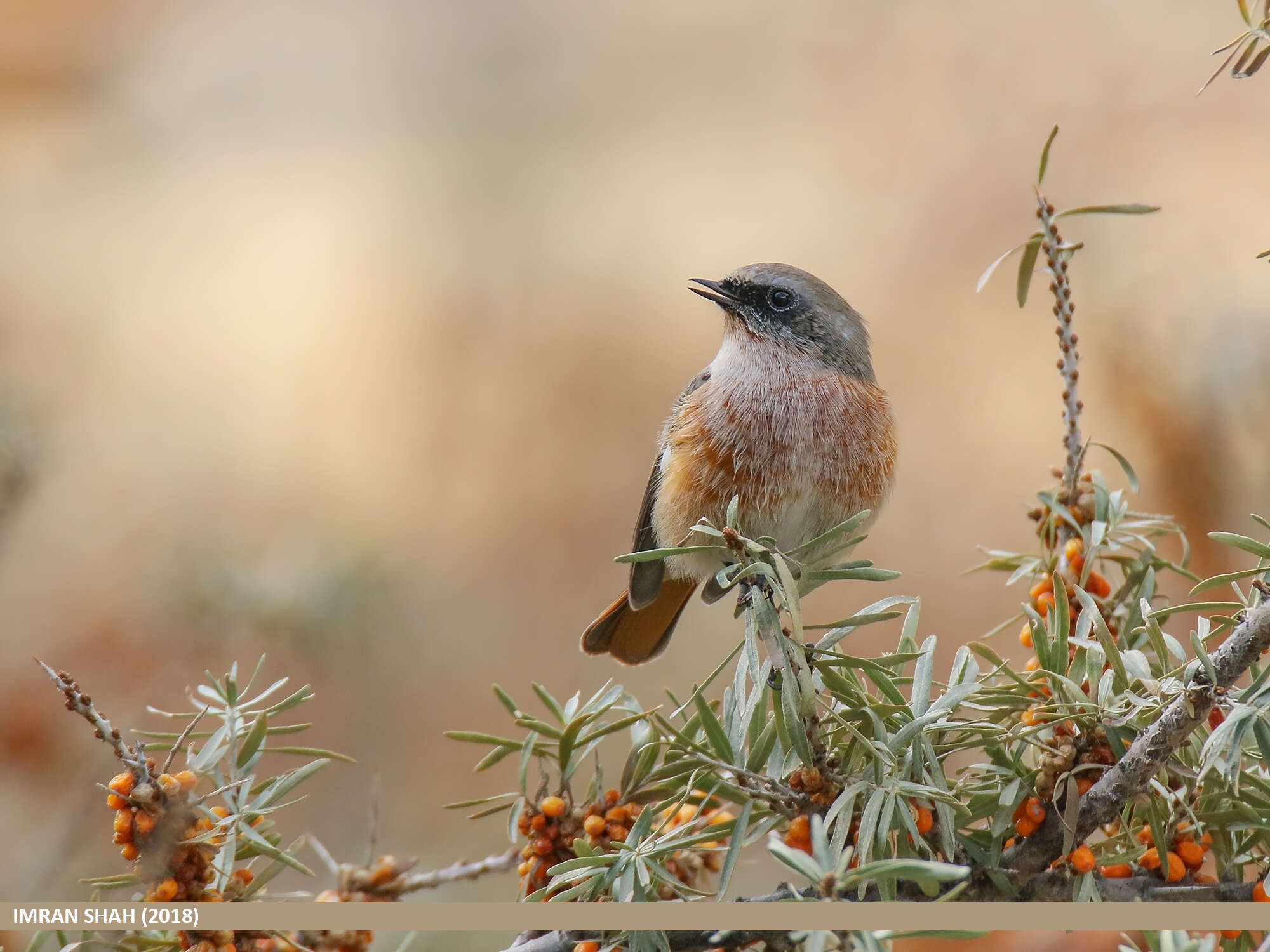 Image of Eversmann's Redstart