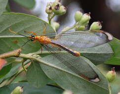 Image of Nymphes myrmeleonides