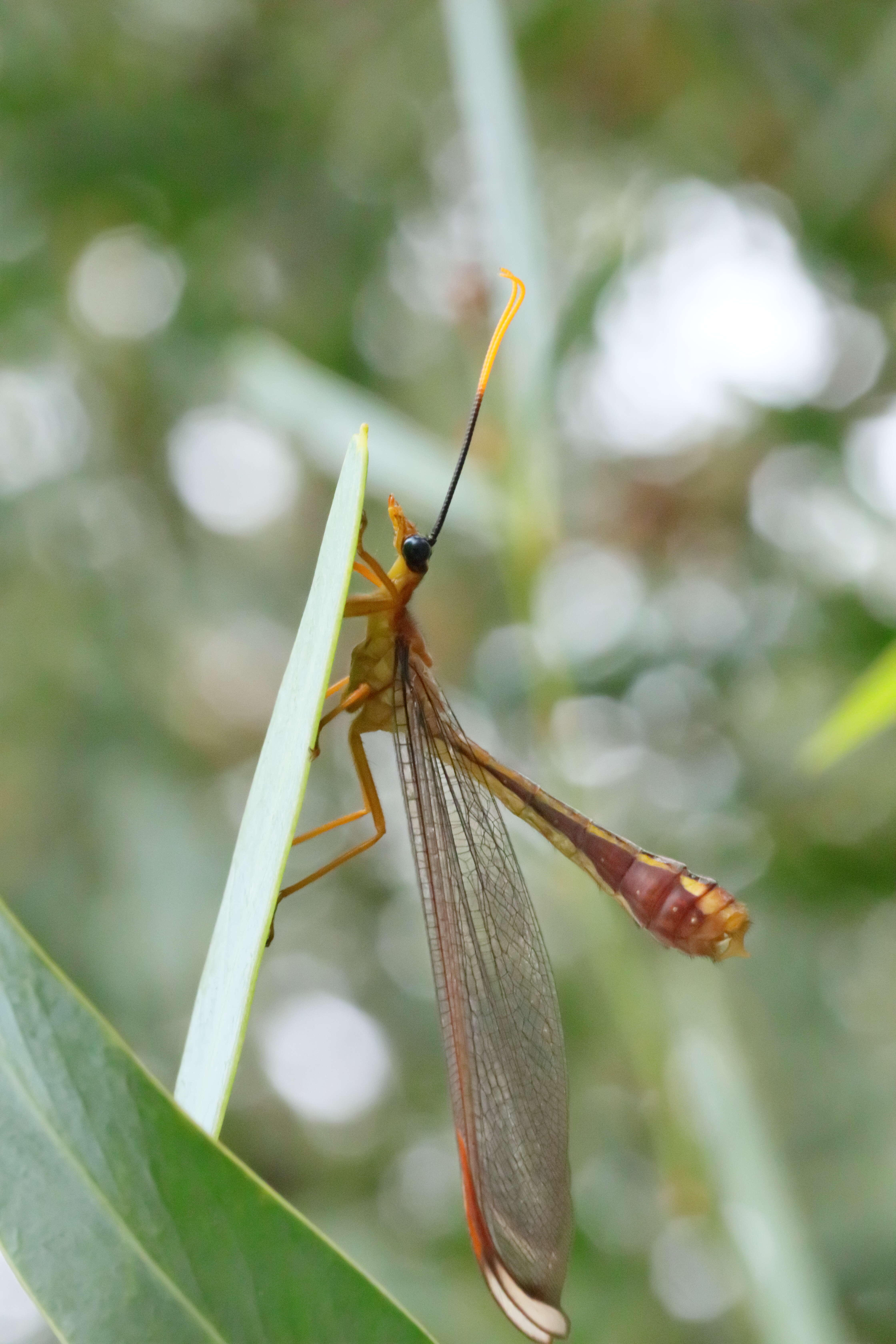 Image of Nymphes myrmeleonides