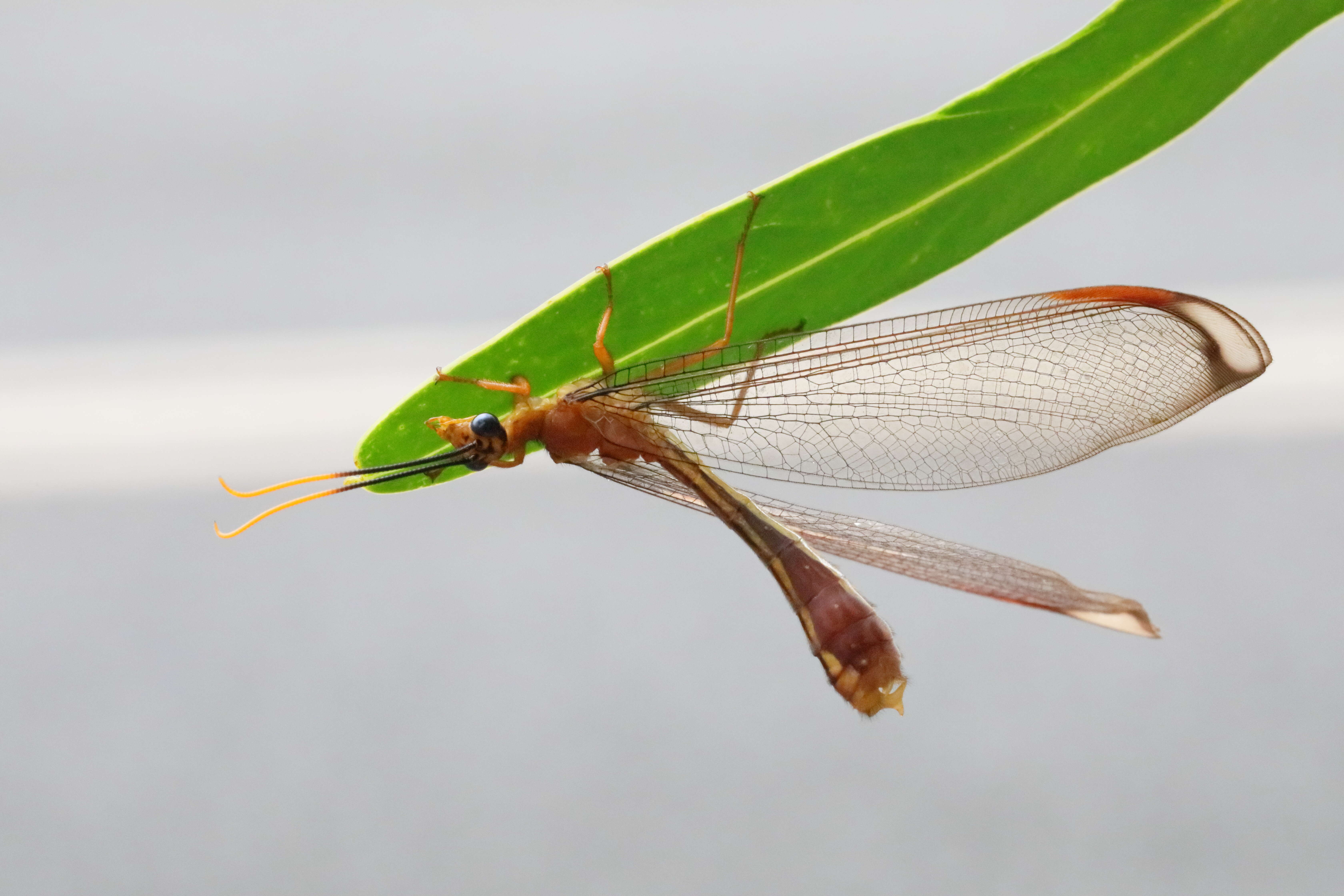 Image of Nymphes myrmeleonides