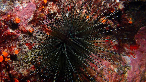 Image of banded sea urchin