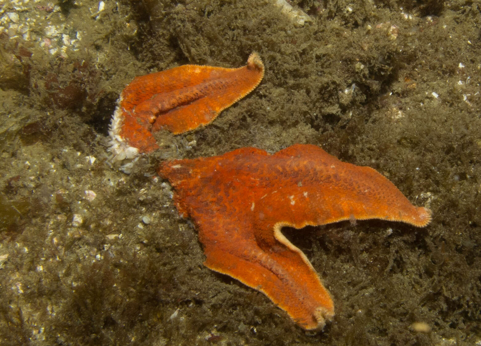 Image of Bat star